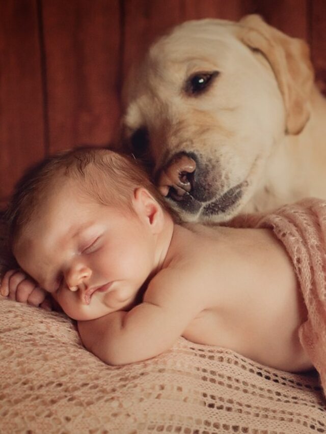 animais e bebês