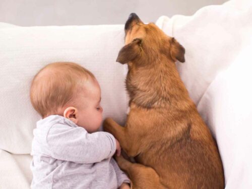 Bebê e cachorro dormindo lado a lado, transmitindo calma e carinho, após desenvolverem uma amizade única e especial graças a uma adaptação cuidadosa feita pelos pais entre o pet e a criança.